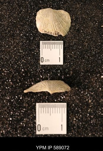 Dinorthis subquadrata