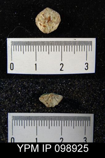 Atrypina imbricata