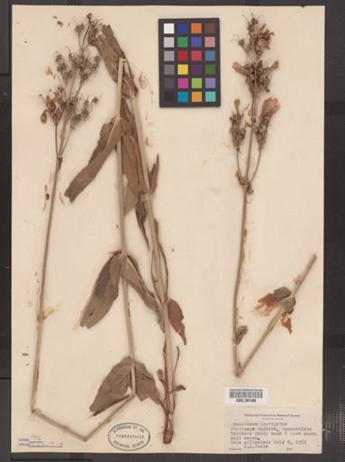 Penstemon laevigatus