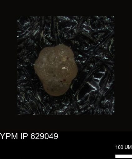 undet. Foraminiferida
