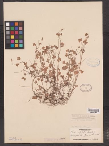 Oxalis filipes