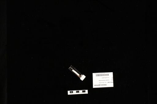Plethodon glutinosus