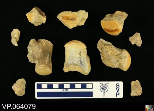 undet. Mosasauridae
