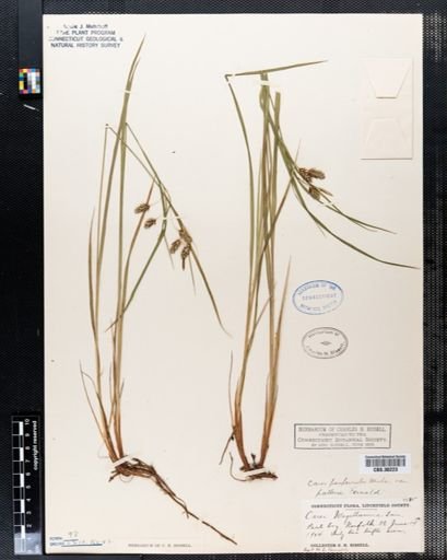 Carex paupercula