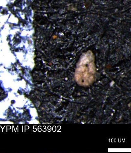 Ammobaculoides phaulus