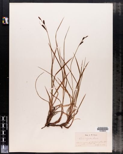 Carex bigelowii