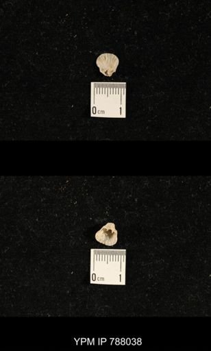 Brachiopoda