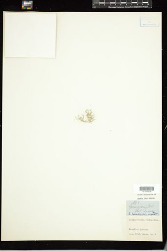 Actinotrichia rigida
