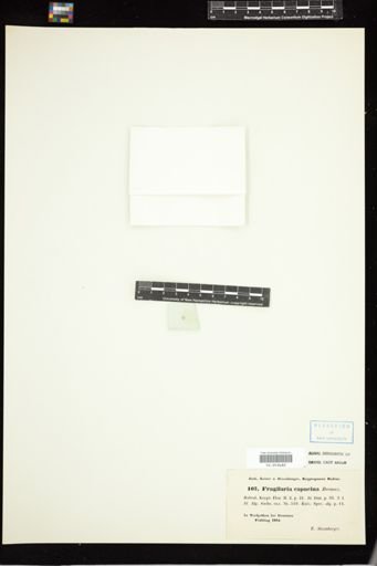 Fragilaria capucina