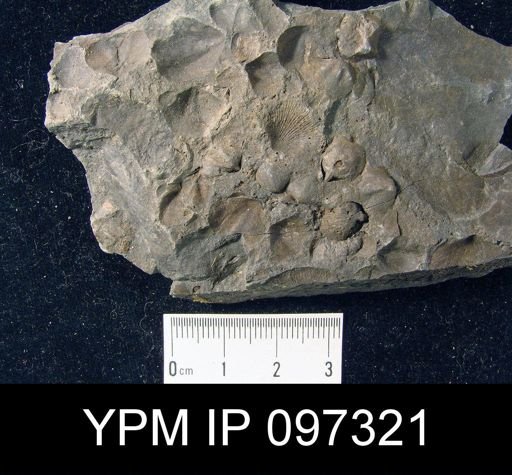 Hyattidina congesta