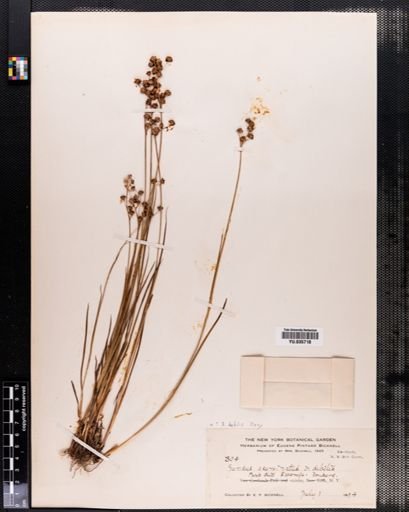 Juncus debilis