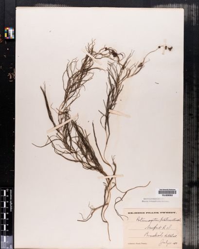 Potamogeton pectinatus