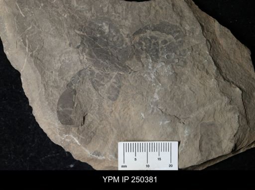 Eurypterus sp.