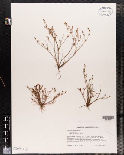 Plantae