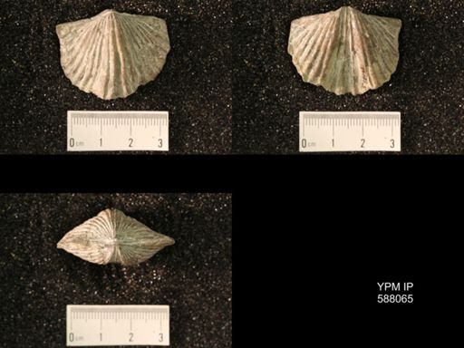 Platystrophia laticostata