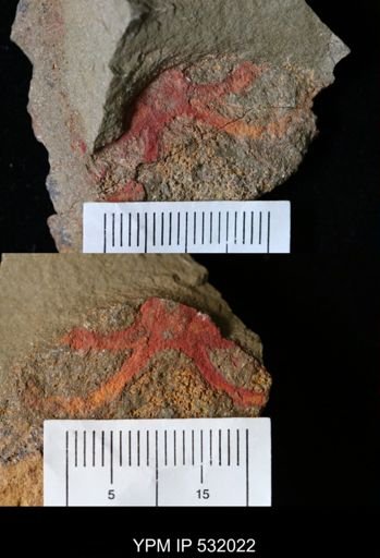 Marrellomorpha