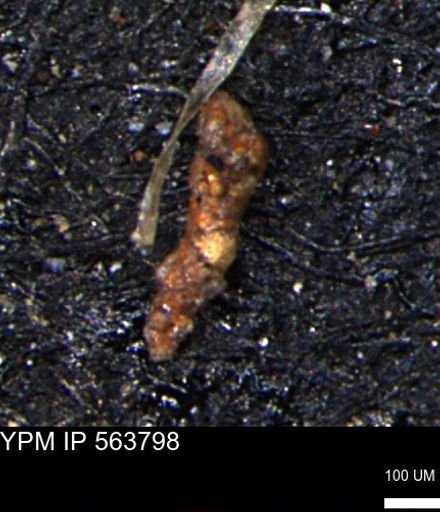 Verneuilinoides hectori