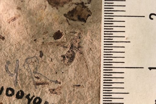 Protazteca elongata