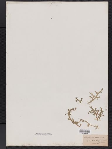 Selaginella