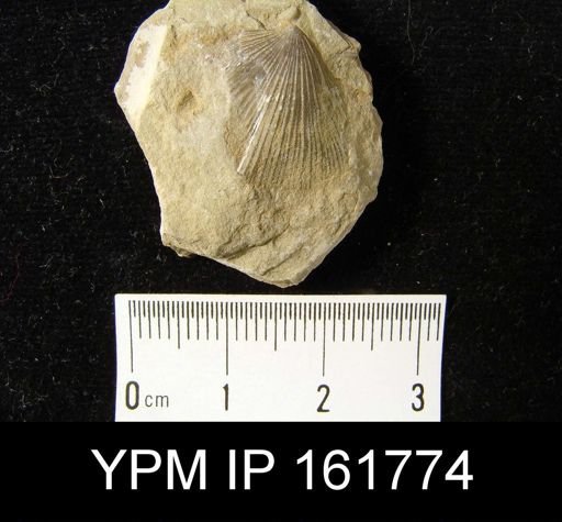 Schuchertella pecten