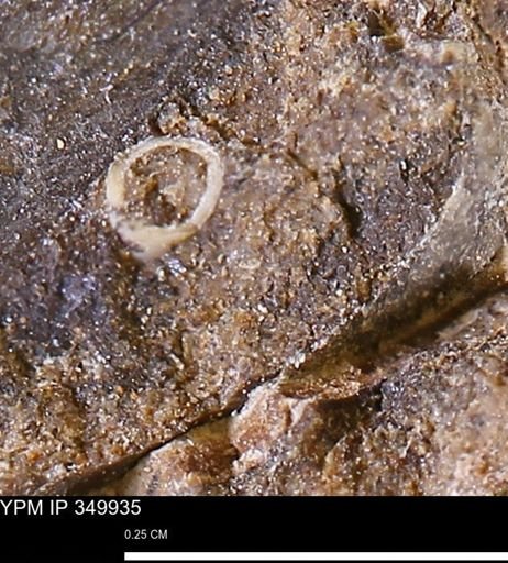 undet. Scaphopoda