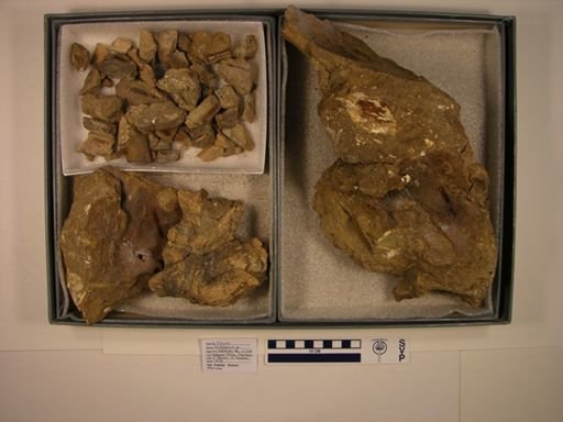 Kritosaurus sp.