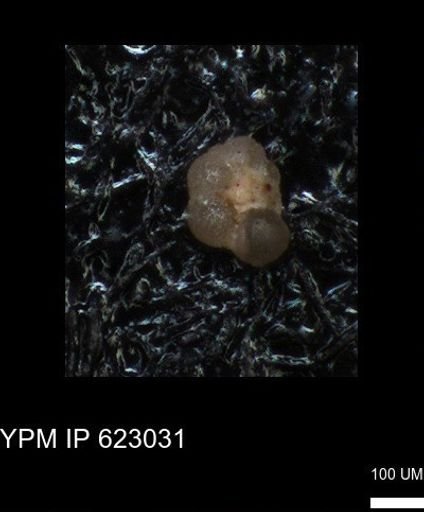 undet. Globorotaliidae