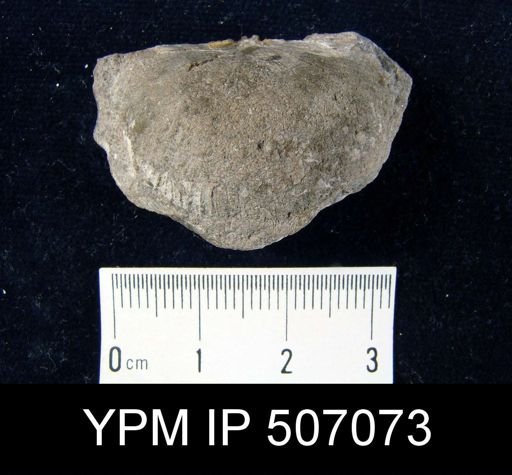 Strophodonta sp.
