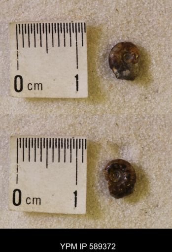 undet. Scaphitidae