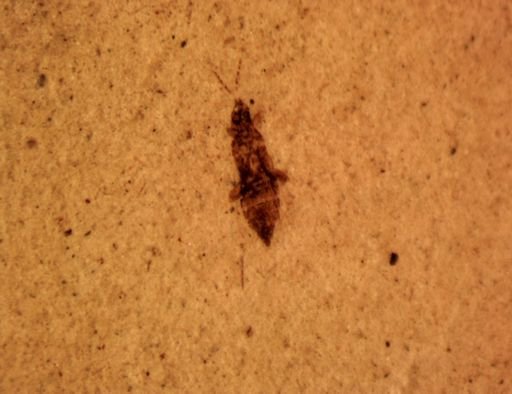 undet. Thysanoptera