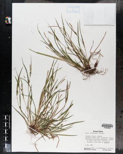 Carex oligocarpa