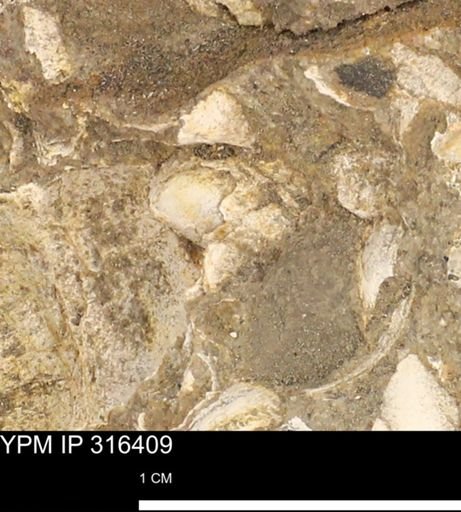 undet. Mollusca