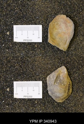 undet. Ostreidae