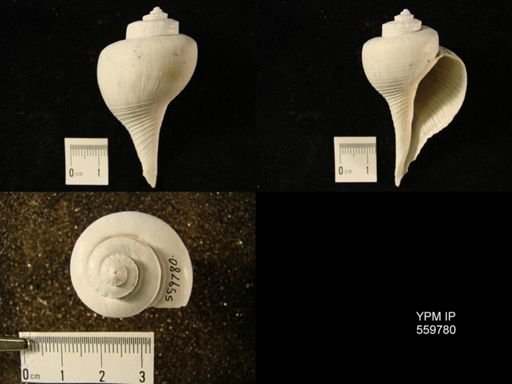 Busycon planulatum