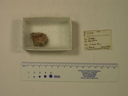 Archaeohyrax suniensis