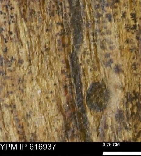 Teredo sp.