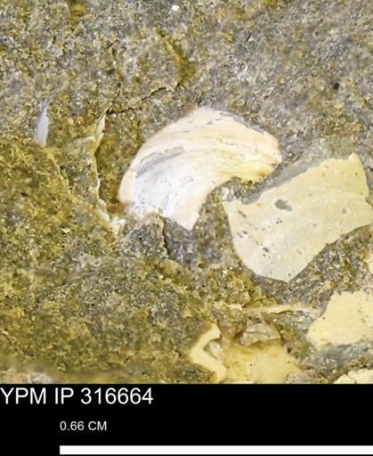 Protocardia?