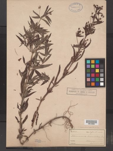 Plantae