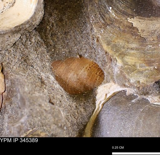 undet. Bivalvia