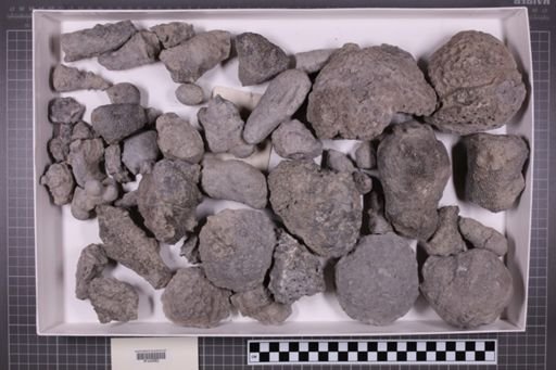 mixed taxa, stratigraphic collection