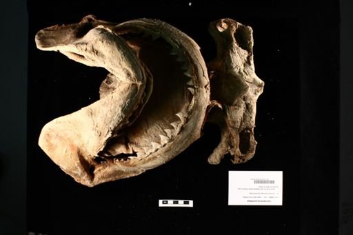 Carcharhinus plumbeus