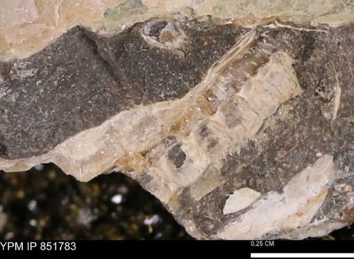 undet. Mollusca