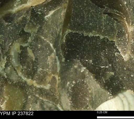 Limopsis striatopunctatus