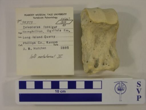 Teleoceras fossiger