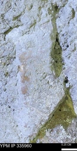 undet. Mollusca