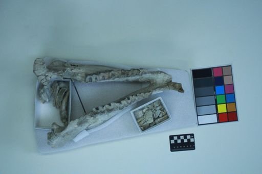 Subhyracodon sp.