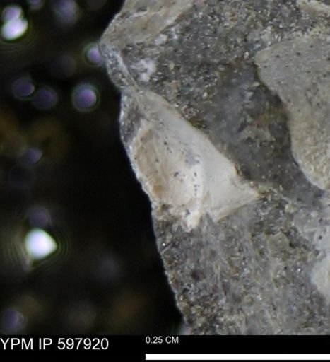 Limopsis striatopunctatus