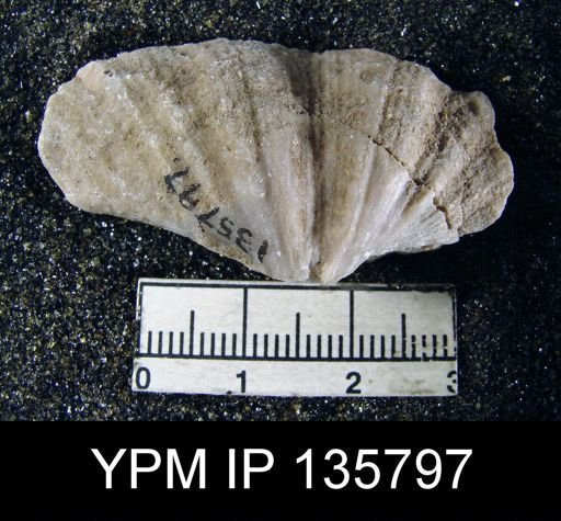 Spirifer (Neospirifer) musakheylensis
