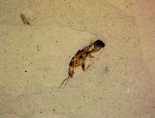 undet. Hexapoda