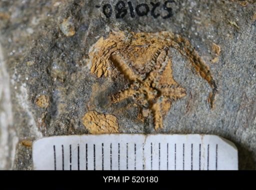 undet. Edrioasteroidea